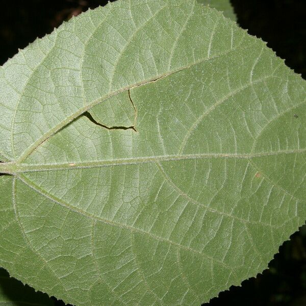 Malvaviscus concinnus Leaf