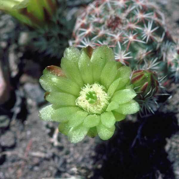 Echinocereus viridiflorus Bloem