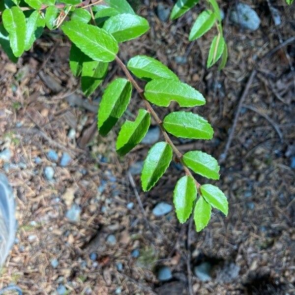 Vaccinium ovatum Frunză