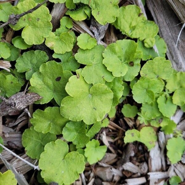 Mitella nuda Leaf