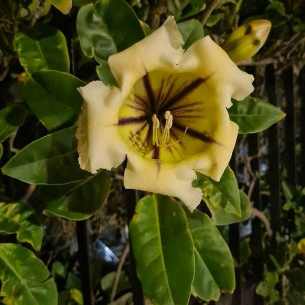 Solandra grandiflora Fiore