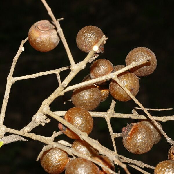 Sapindus saponaria Frucht