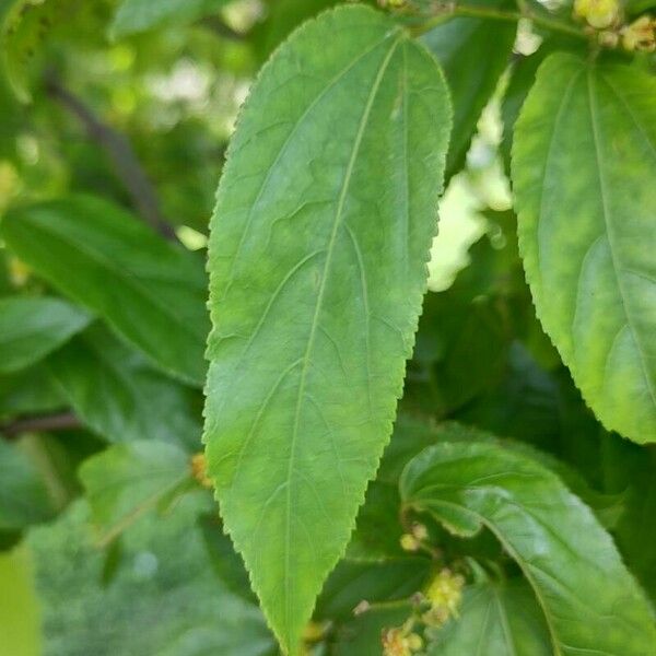 Guazuma ulmifolia Hoja