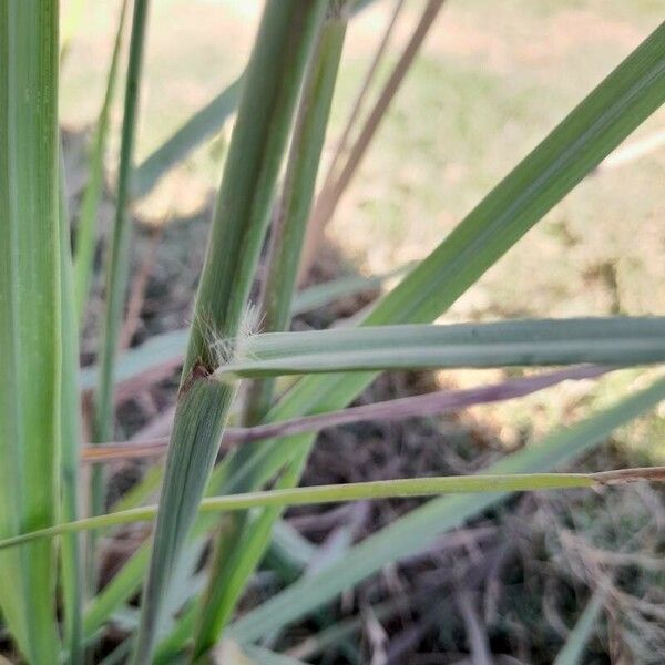 Paspalum urvillei Kora