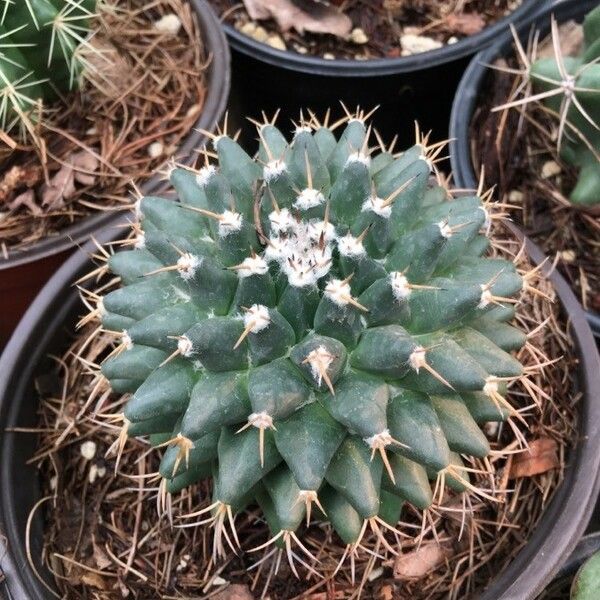 Mammillaria magnimamma Leaf