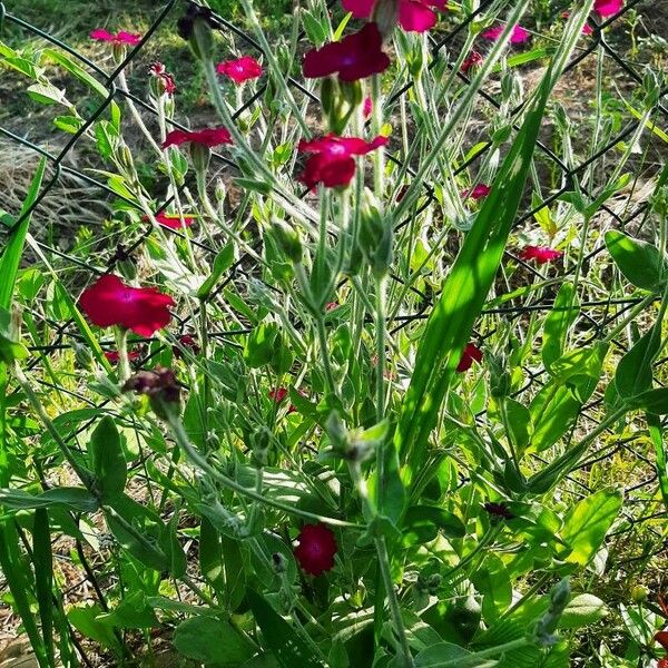 Silene coronaria Sonstige