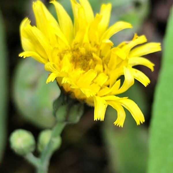 Sonchus maritimus 花