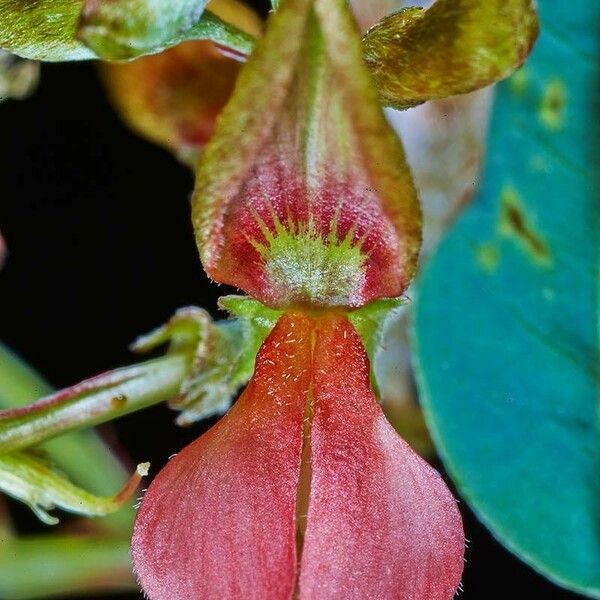 Indigofera tinctoria Flower