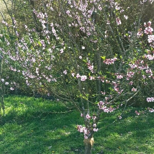 Prunus persica Flor