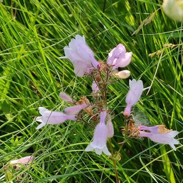 Penstemon calycosus Cvet