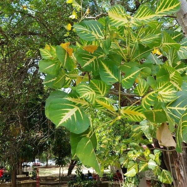 Erythrina variegata Ліст