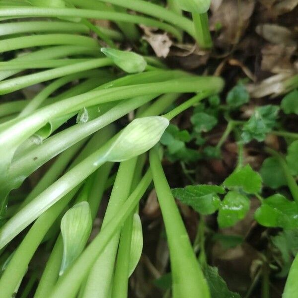 Allium ursinum Flower