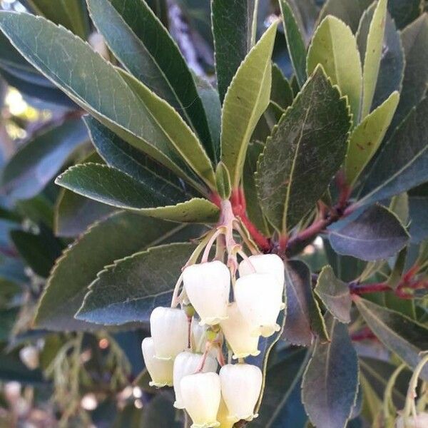 Arbutus unedo Çiçek