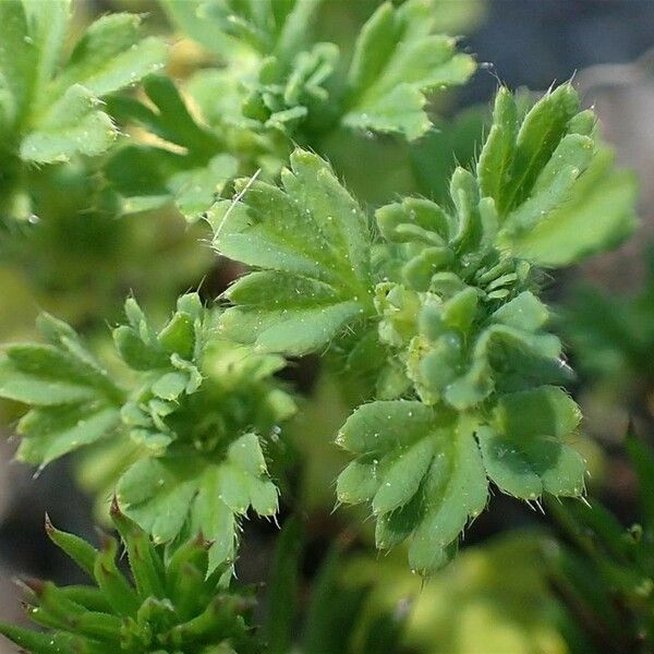 Alchemilla arvensis ശീലം