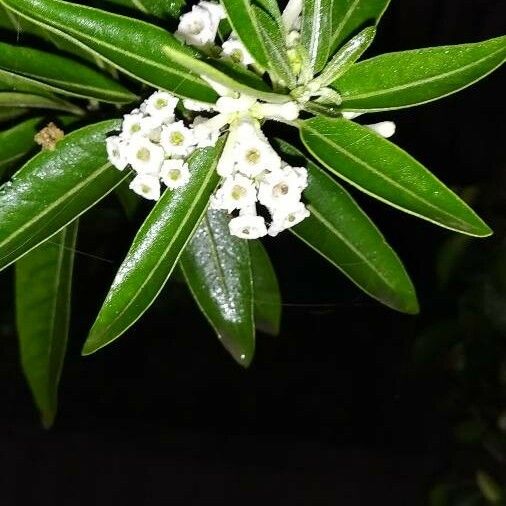 Cestrum diurnum Flower