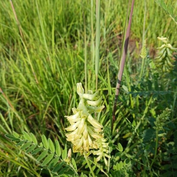 Astragalus canadensis Flower