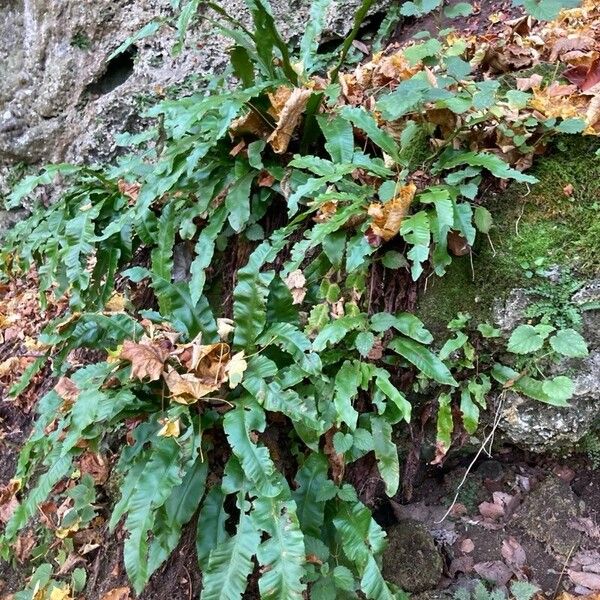 Asplenium scolopendrium Φύλλο