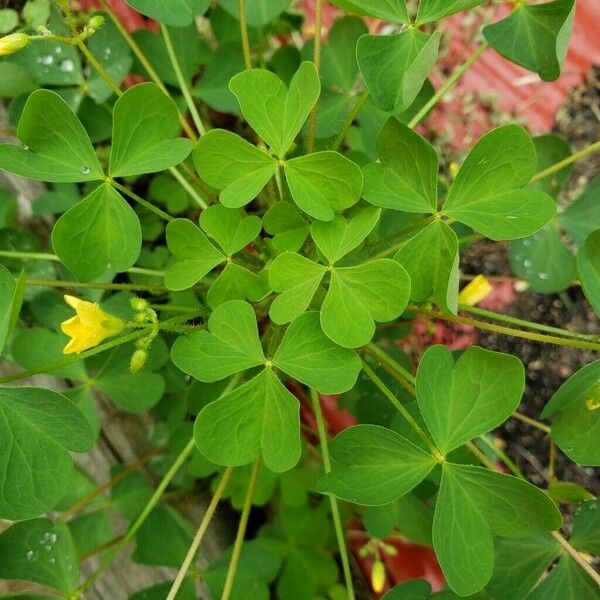 Oxalis dillenii Leht