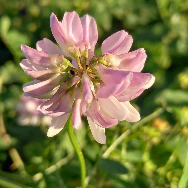 Coronilla varia Kukka