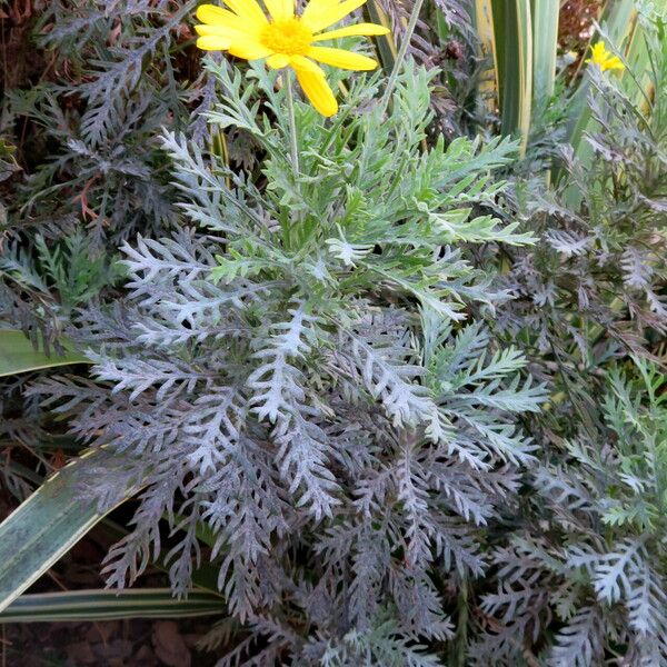 Glebionis coronaria Flor