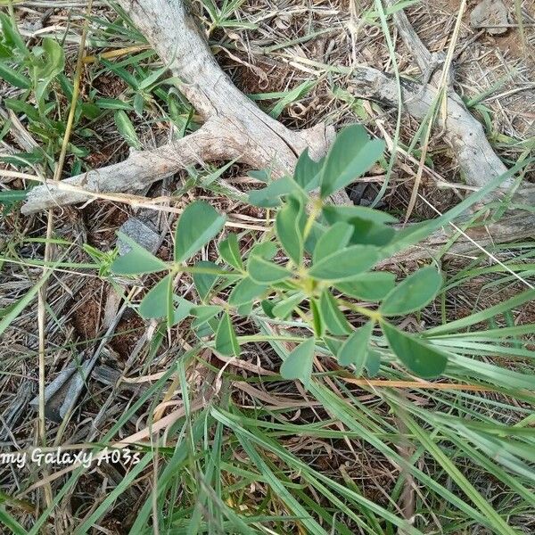 Crotalaria incana Leaf