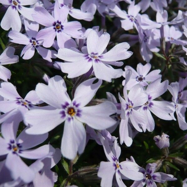 Phlox subulata Cvet