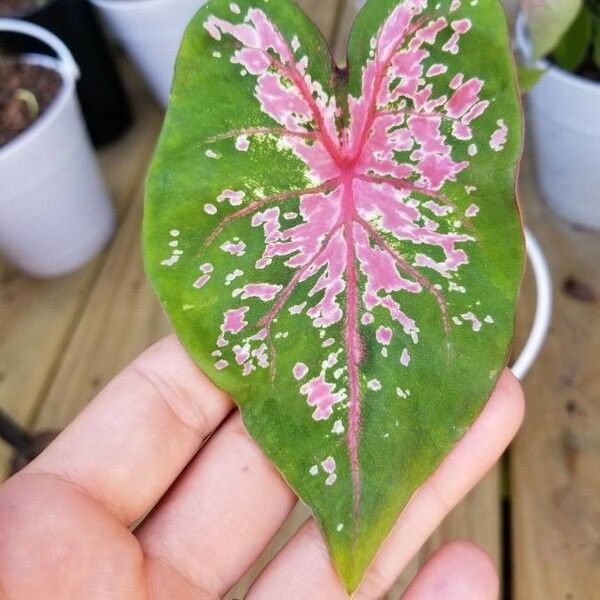 Caladium bicolor Blad