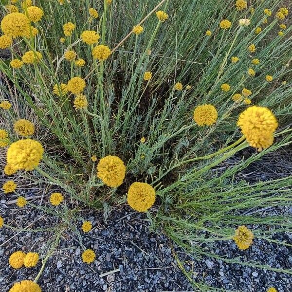 Santolina rosmarinifolia Flower