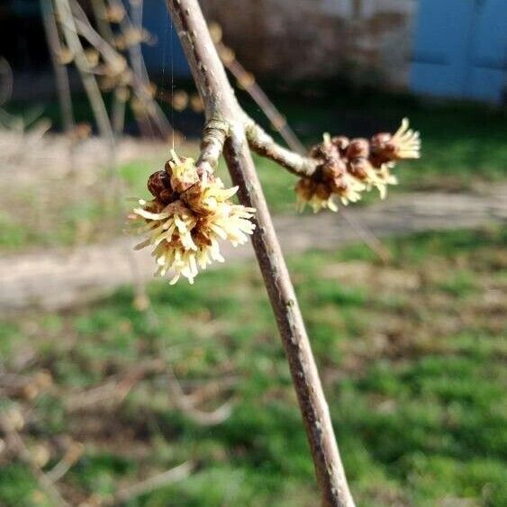 Acer saccharinum Çiçek