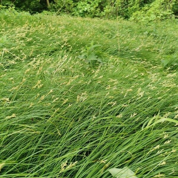 Carex brizoides Other