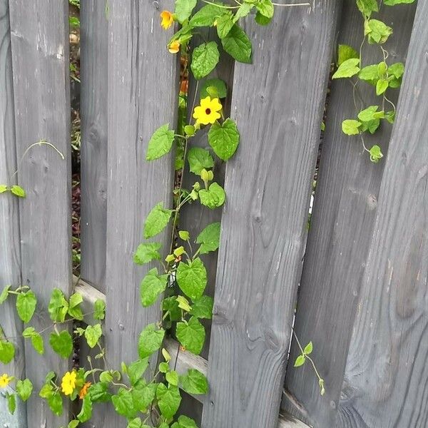 Thunbergia alata Pokrój