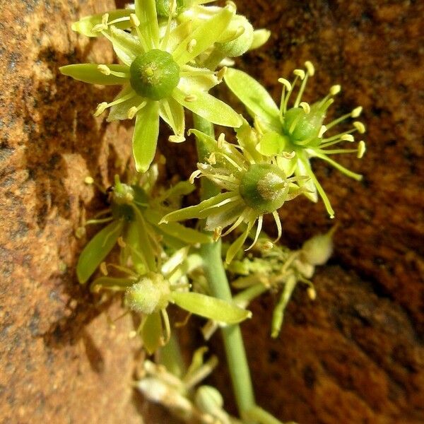 Balanites aegyptiaca Flower