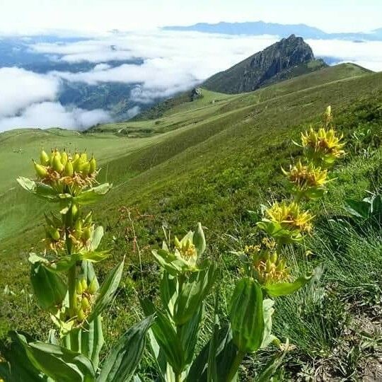 Gentiana lutea Floro