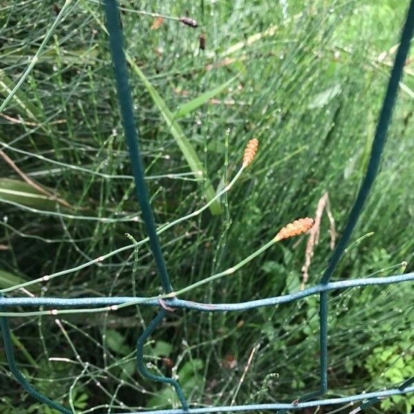 Equisetum ramosissimum Blodyn