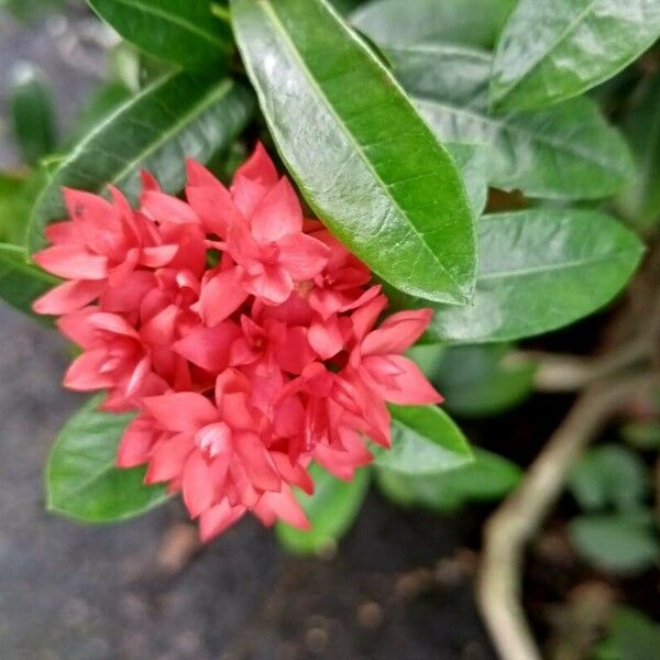 Ixora chinensis Квітка