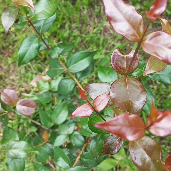 Eugenia uniflora Fulla