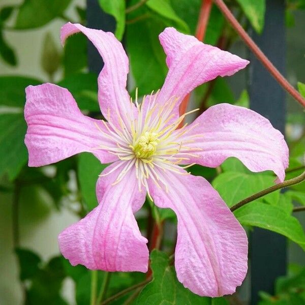 Clematis viticella Fiore