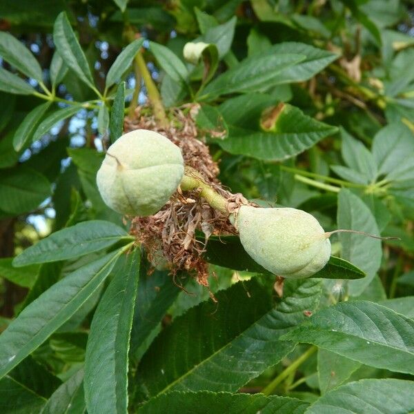 Aesculus californica Fruit