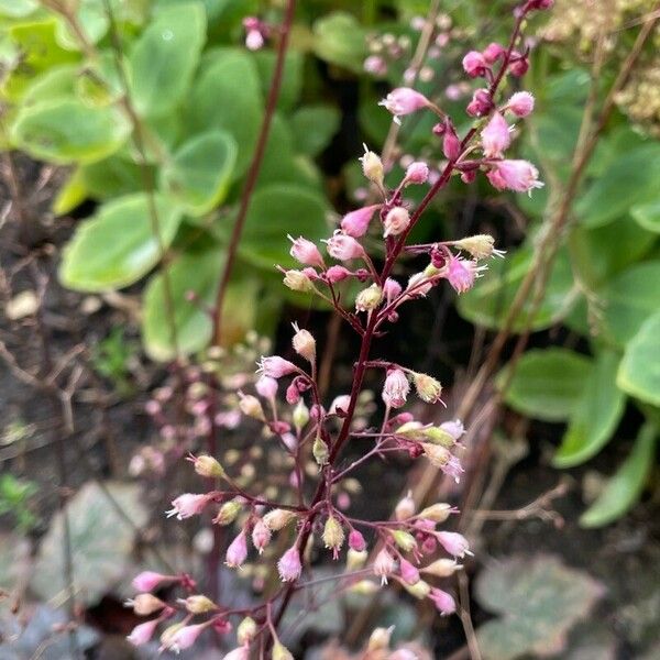 Heuchera sanguinea Virág