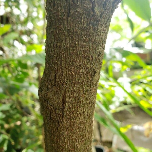 Calliandra haematocephala چھال