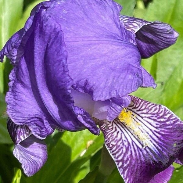 Iris pallida Žiedas