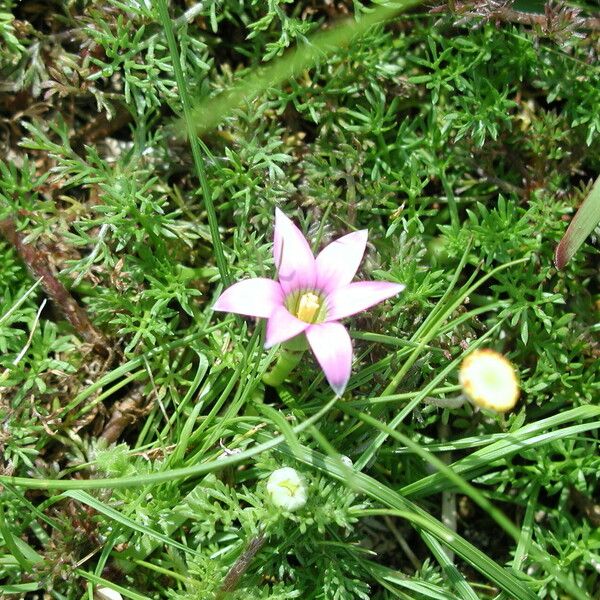 Romulea rosea Blüte