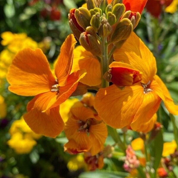 Erysimum × cheiri Цвят