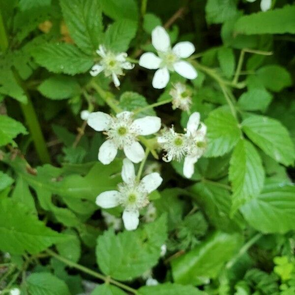 Rubus argutus Flower