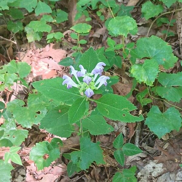 Scutellaria alabamensis Blüte