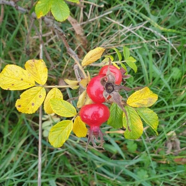 Rosa villosa Vrucht