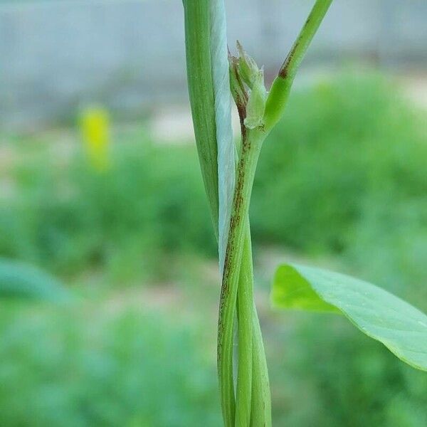 Vigna unguiculata 樹皮