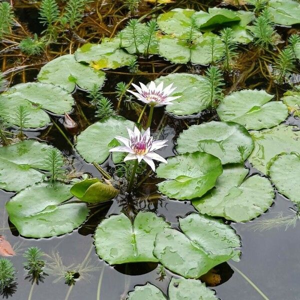 Nymphaea nouchali Flor