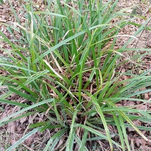 Carex vaginata Leaf