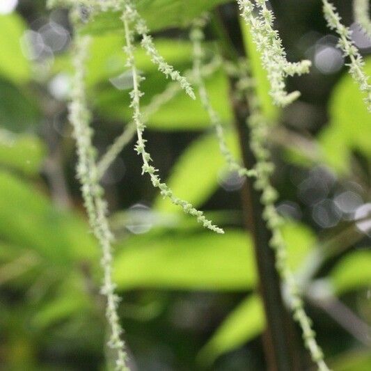 Boehmeria japonica Flower